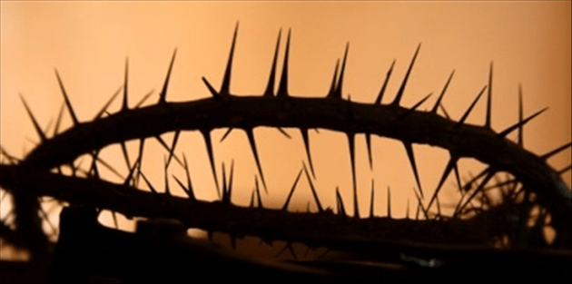 4431-crown of thorns_edited.630w.tn.jpg